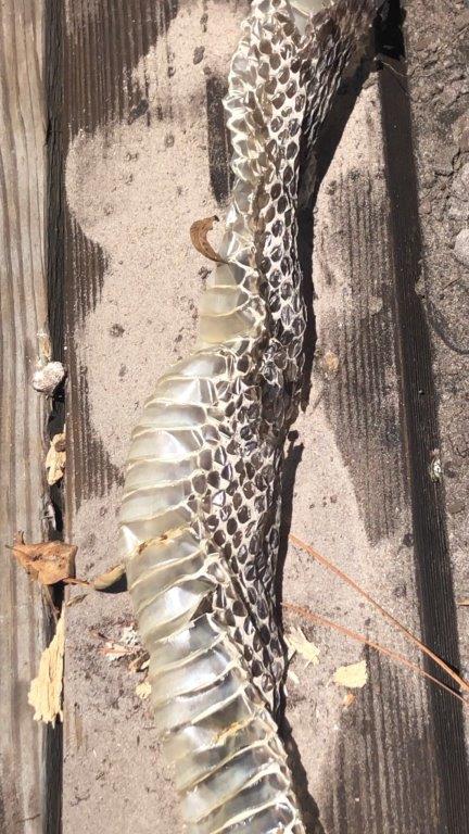 Sacramento snake skin