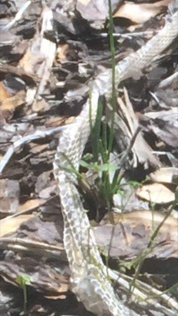 Sacramento snake skin