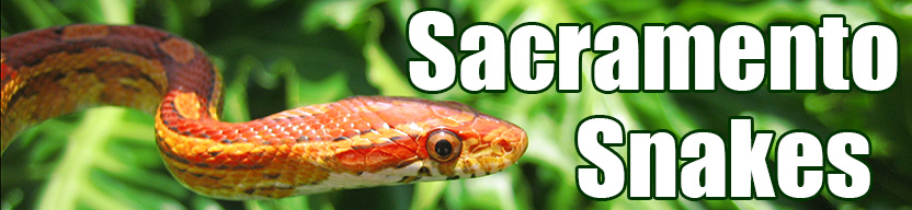Sacramento snake